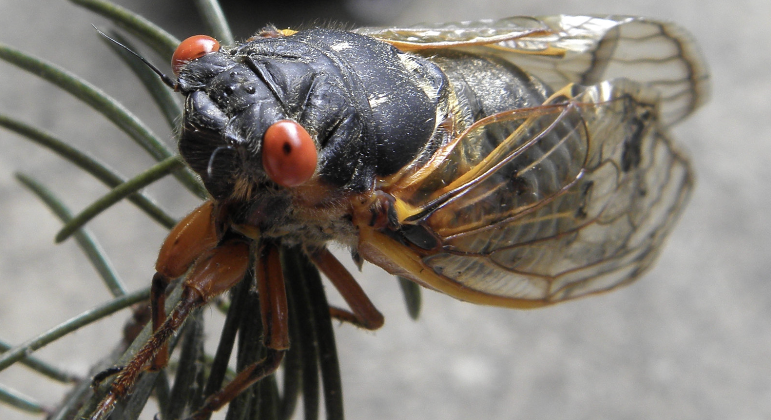 The Deafening Symphony of Cicada Summer 2024
